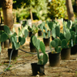 Alfaro Tree Sales