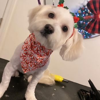Rocko’s Grooming - Pet Groomers Near Me - Stamford, Connecticut Rocko’s Grooming - Pet Groomers Near Me - Stamford, Connecticut