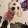 Photo of Rocko’s Grooming