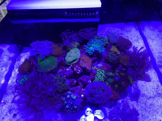 LAX Aquarium by null