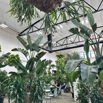 Selva Coffee House - Plants all around you, hanging from the ceiling, hiding your seating for an inspired workspace - Coffee Roasteries Near Me - San Diego, California Selva Coffee House - Plants all around you, hanging from the ceiling, hiding your seating for an inspired workspace - Coffee Roasteries Near Me - San Diego, California