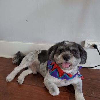 Espino Grooming - Pet Groomers Near Me Espino Grooming - Pet Groomers Near Me