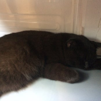 貓店街 - Pets Near Me - Hong Kong, HK
