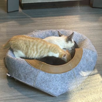 The Catcade - Animal Shelters Near Me - Chicago, Illinois