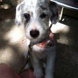 Tailspin Dog Spa - Nixon after his visit to Tailspin!