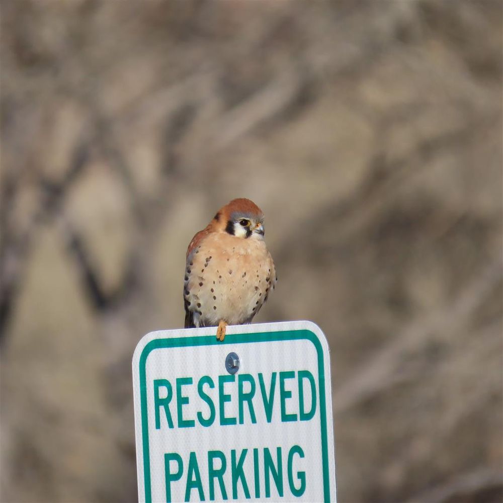 Prescott Creeks Preservation Association - social services organization in Prescott, AZ