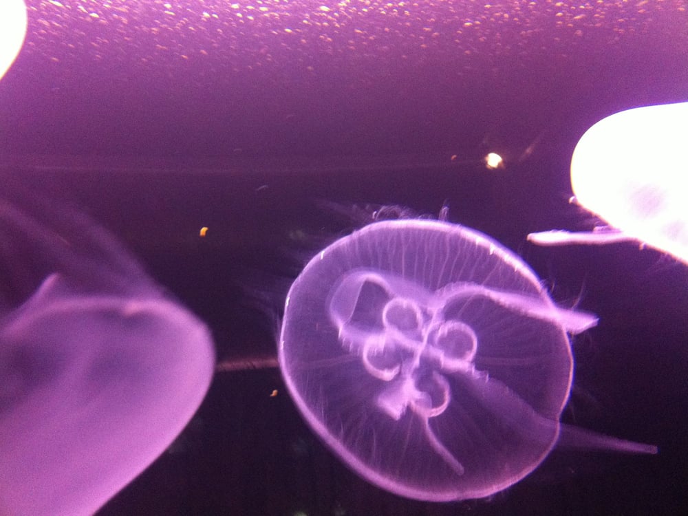 Aquarium du Limousin
