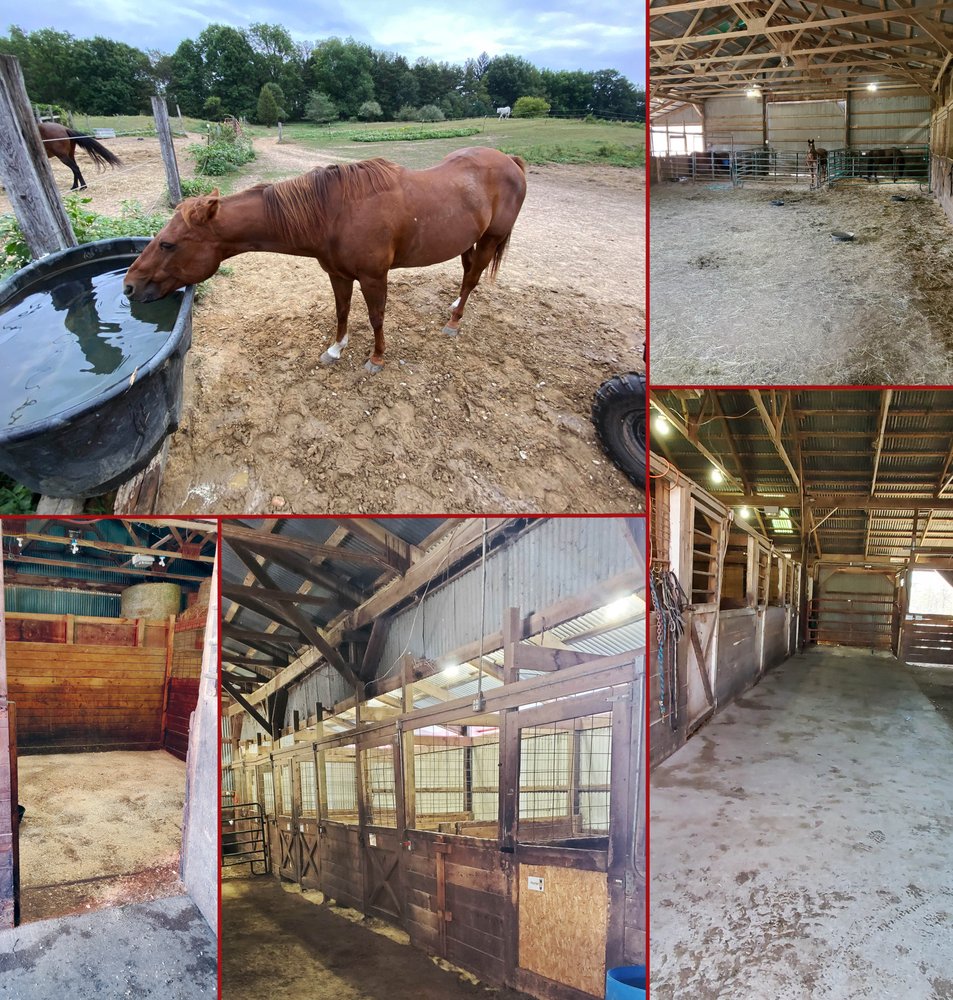 Horse 'n Around Stables At Waterloo Logo