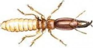 A  North Texas Termite Specialist