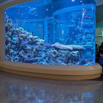 Shedd Aquarium - Such beautiful environments were created! - Aquariums Near Me - Chicago, Illinois Shedd Aquarium - Such beautiful environments were created! - Aquariums Near Me - Chicago, Illinois