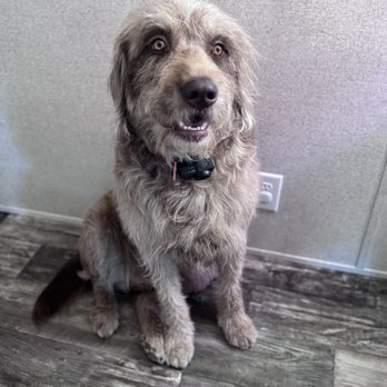 Prissy’s Pretty Pets - Baron Von Floof after his groom. - Pet Groomers Near Me - Pea Ridge, Arkansas