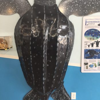 The Turtle Hospital - Leatherback turtle - Veterinarians Near Me - Marathon, Florida The Turtle Hospital - Leatherback turtle - Veterinarians Near Me - Marathon, Florida