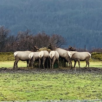 PicTours Alaska - Alaska Wildlife Conservation Center - Tours Near Me - Anchorage, Alaska