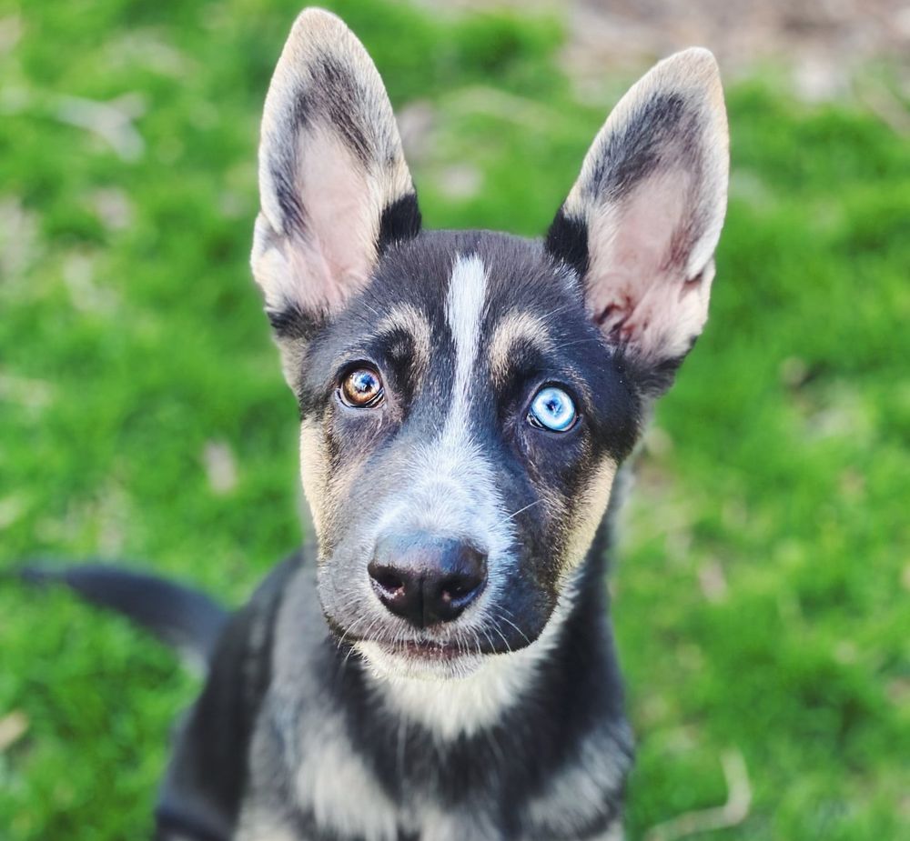 PET EVOLUTION Updated September 2024 50 Photos & 15 Reviews 3845