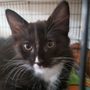 Photo of Community Cat Foundation