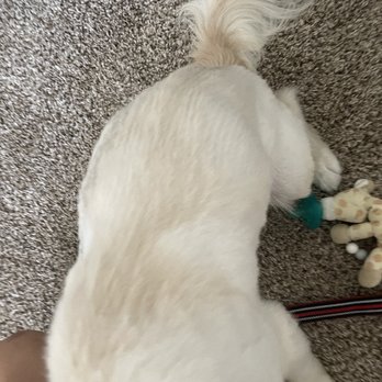 A Dog Refined - Uneven cut - Pet Groomers Near Me - Phoenix, Arizona