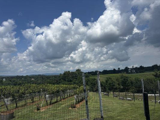 Barrel Oak Winery and Brewery by null