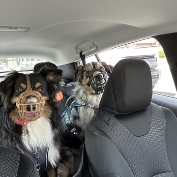 PetSmart - Two sweet Aussie puppies excited for their bathes and we're rejected - Pet Stores Near Me - Queen Creek, Arizona PetSmart - Two sweet Aussie puppies excited for their bathes and we're rejected - Pet Stores Near Me - Queen Creek, Arizona