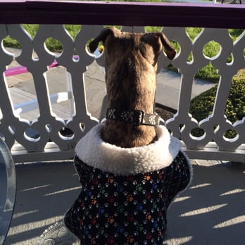 Ocean 7 - Mr Sir taking it all in from the patio. - New American Near Me - Cape May, New Jersey