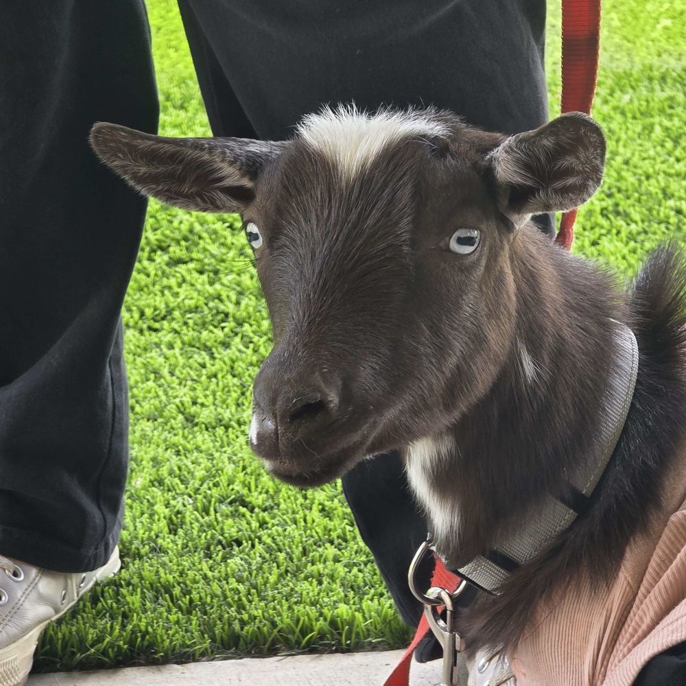 Emoti Goatie - Goat - Animal Assisted Therapy Near Me - Hemet, California Emoti Goatie - Goat - Animal Assisted Therapy Near Me - Hemet, California