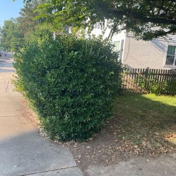 Felix Landscaping Services - This is before my bush Felix did an excellent job trimming and cleaning my garden I recommend it - Landscaping Near Me Felix Landscaping Services - This is before my bush Felix did an excellent job trimming and cleaning my garden I recommend it - Landscaping Near Me