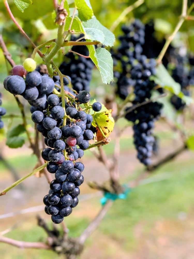 Social spots from Grandfather Vineyard