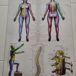 Inglewood Acupuncture Center - Nerve chart