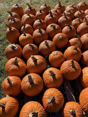 Harvest Moon Farm & Orchard by null