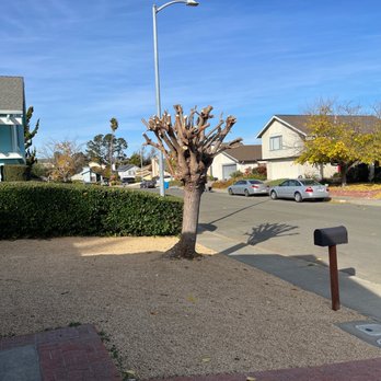 Northern Tree Experts - After pollarding - Tree Services Near Me