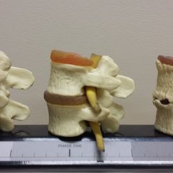 Surdel Chiropractic