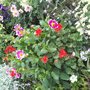Photo of Flora Boa Esperanca