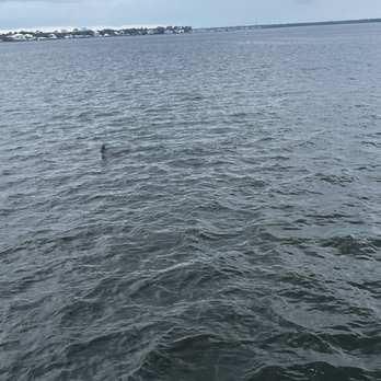 The Fun Boats Dolphin Cruises - A Dolphin - Boat Charters Near Me - Orange Beach, Alabama The Fun Boats Dolphin Cruises - A Dolphin - Boat Charters Near Me - Orange Beach, Alabama