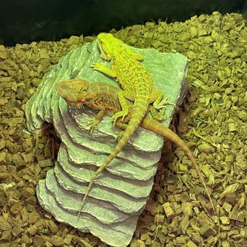 HERPS Exotic Reptile And Pet Shop - Pet Stores Near Me - Bryan, Texas