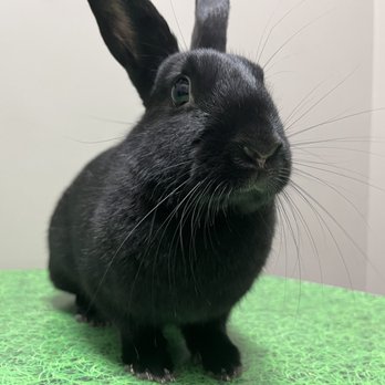 Exotic Pet Vets - Bunny at vet - Veterinarians Near Me - Tucson, Arizona