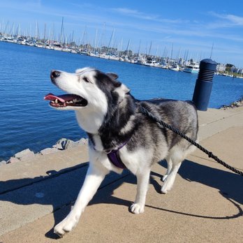 Puptastic Adventures - Look out! Happy puppy coming through! :) - Dog Walkers Near Me - El Sobrante, California