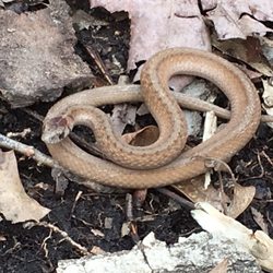 Hawk Rise Sanctuary - I found a tiny little baby snake