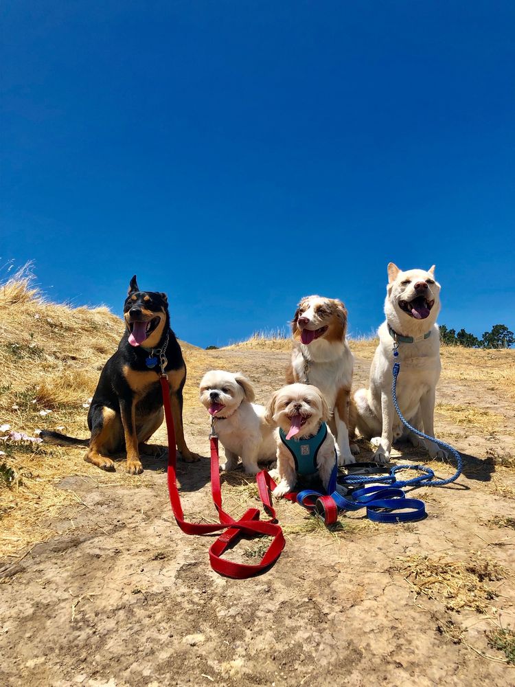 Happy Go Lucky Pet Care