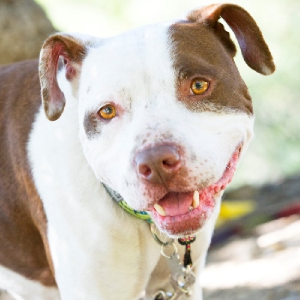 Vakker Rødingefær Hund Amerikansk Pitbull Terrier Rase Profilert Portrett  Rød – stockfoto © xolo-dan #354114912, image size:1000x1000