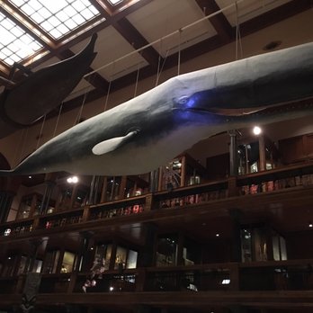 Bishop Museum - Found a whale! - Museums Near Me - Honolulu, Hawaii