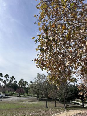 Central Park by null