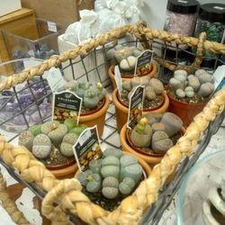 Wild Willy's - Living stones. They are succulents.