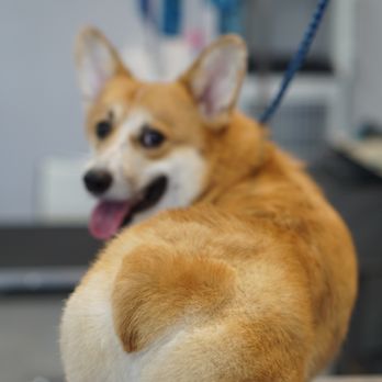 Happy Dog Grooming - Pet Groomers Near Me - Ontario, California Happy Dog Grooming - Pet Groomers Near Me - Ontario, California