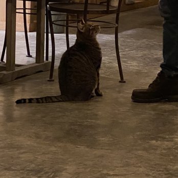 Blooming Hill Farm - Oh!!  And the very friendly cat!! - Farmers Market Near Me - Monroe, New York