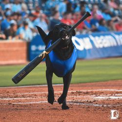 All-Star Dog Training