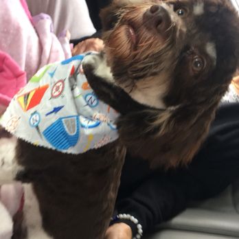 Canine Couture - Pet Groomers Near Me - Bel Air, Maryland