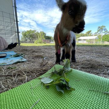 Wildflower Farm Orlando - My New Friend - Farms Near Me - Orlando, Florida