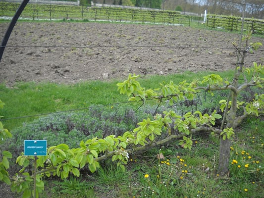 Potager du Roi by null