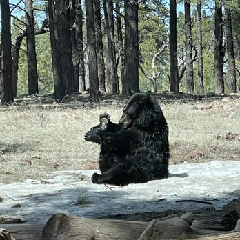 Bearizona - Zoos Near Me - Williams, Arizona