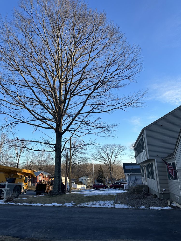 Stumpy's Tree Service - tree service in Ashland, MA