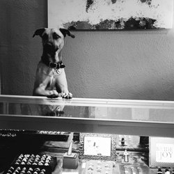 Muller Rare Coins & Fine Jewelry - Niko! Doin what he does.